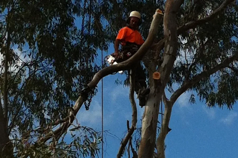 Arborist climbing high in a eucalypt canopy