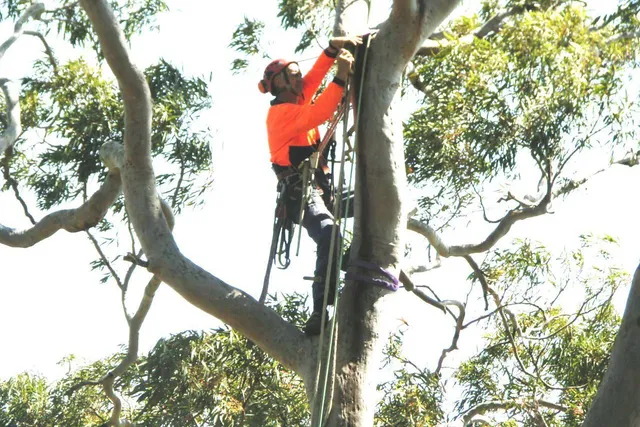Arborist inspecting and rigging a smooth-barked angophora