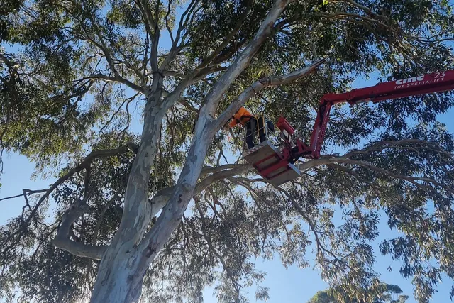 Elevated work platform in a tall eucalypt near bushland