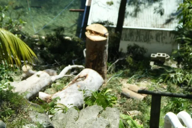 Cut logs and a stump in a backyard after a tree removal