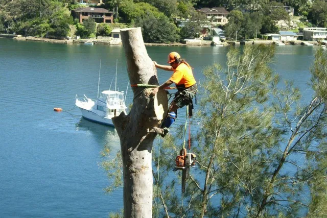 Arborist taking a gum down in sections above a waterfront