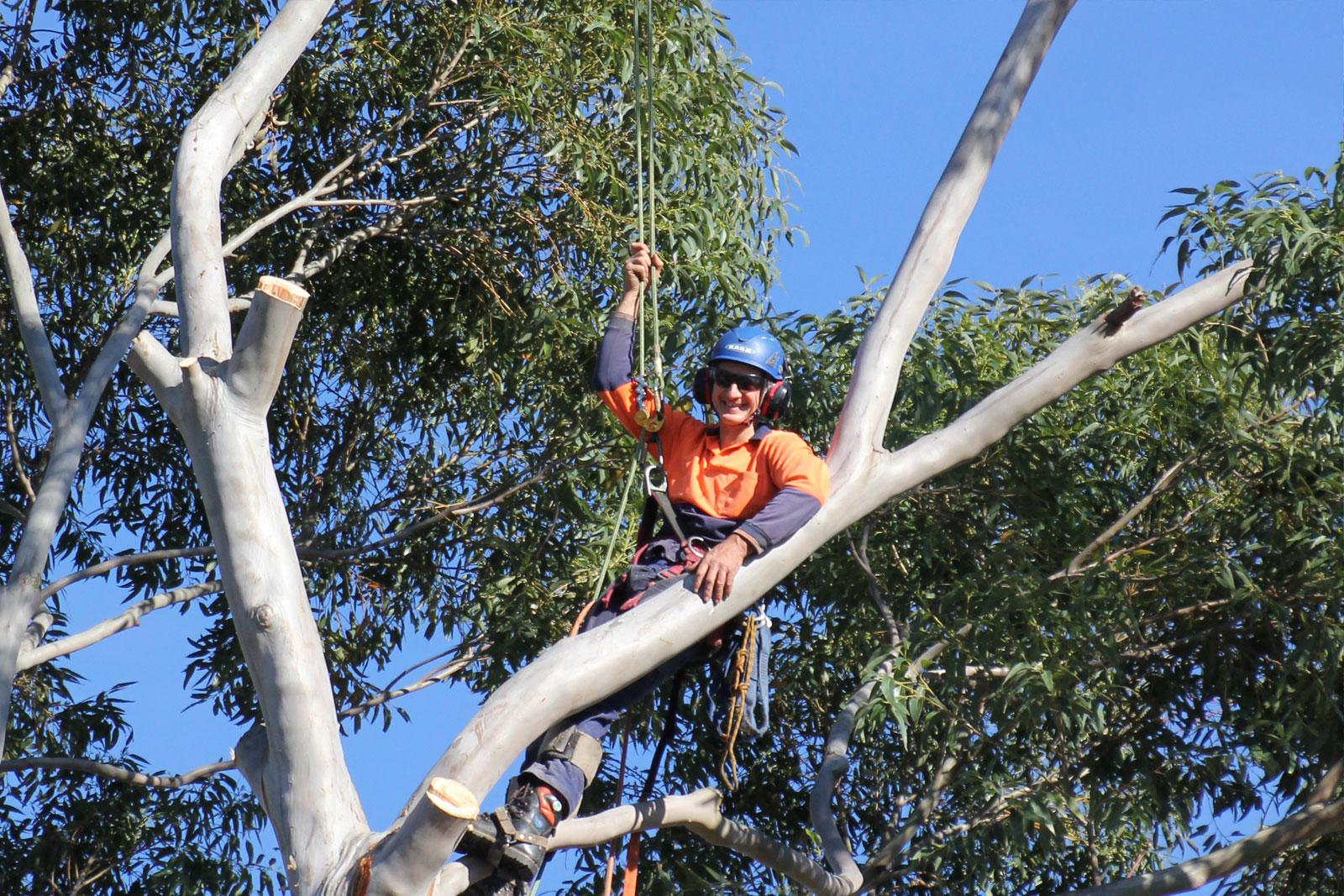 Above All Tree Services