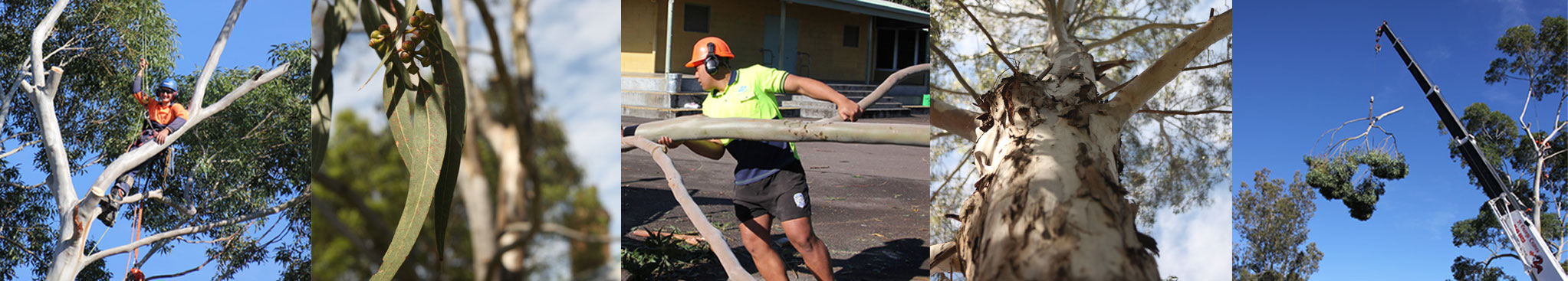 Above All Tree Services